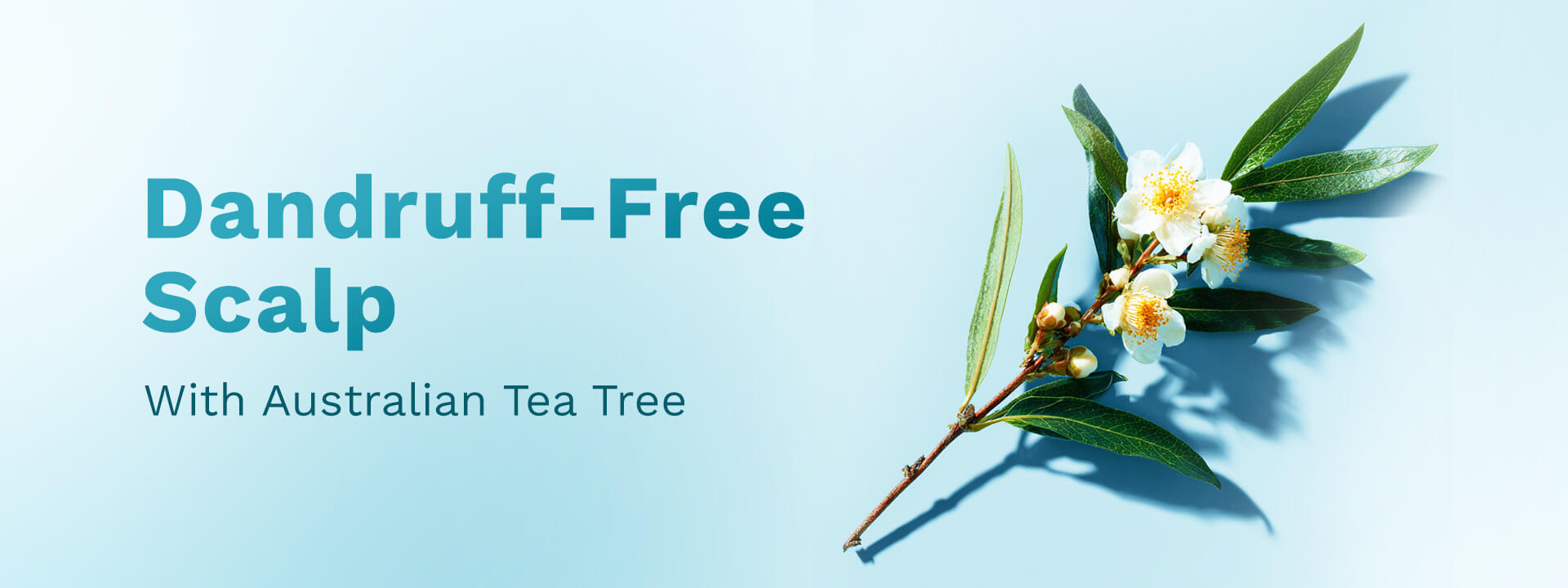 Tea Tree Hair